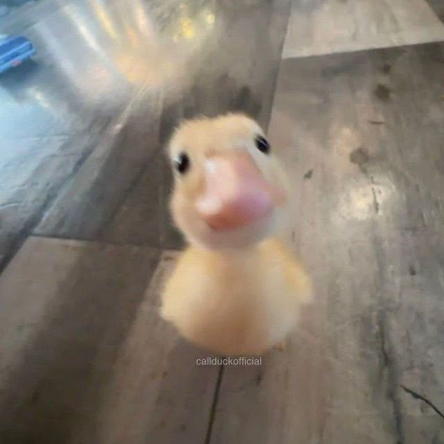  Miya 