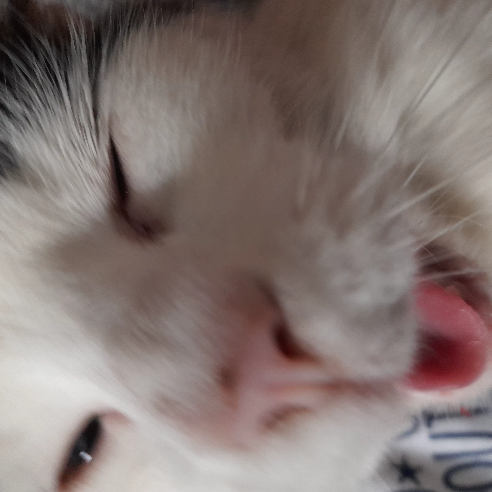 Joe