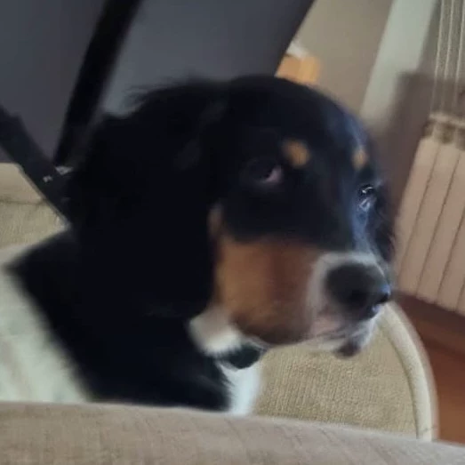 Ale