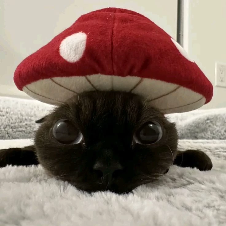 Sam 