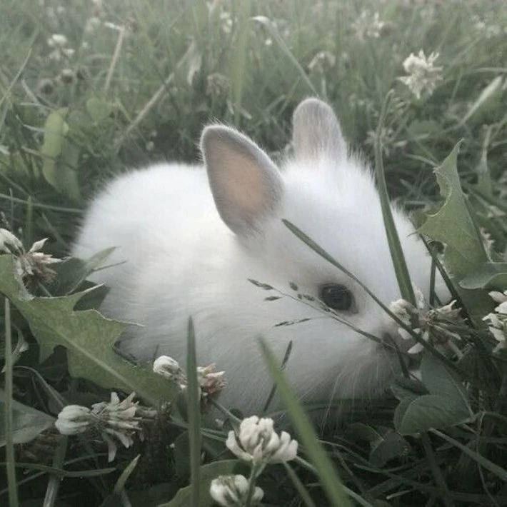 Rabbit 🐰💕