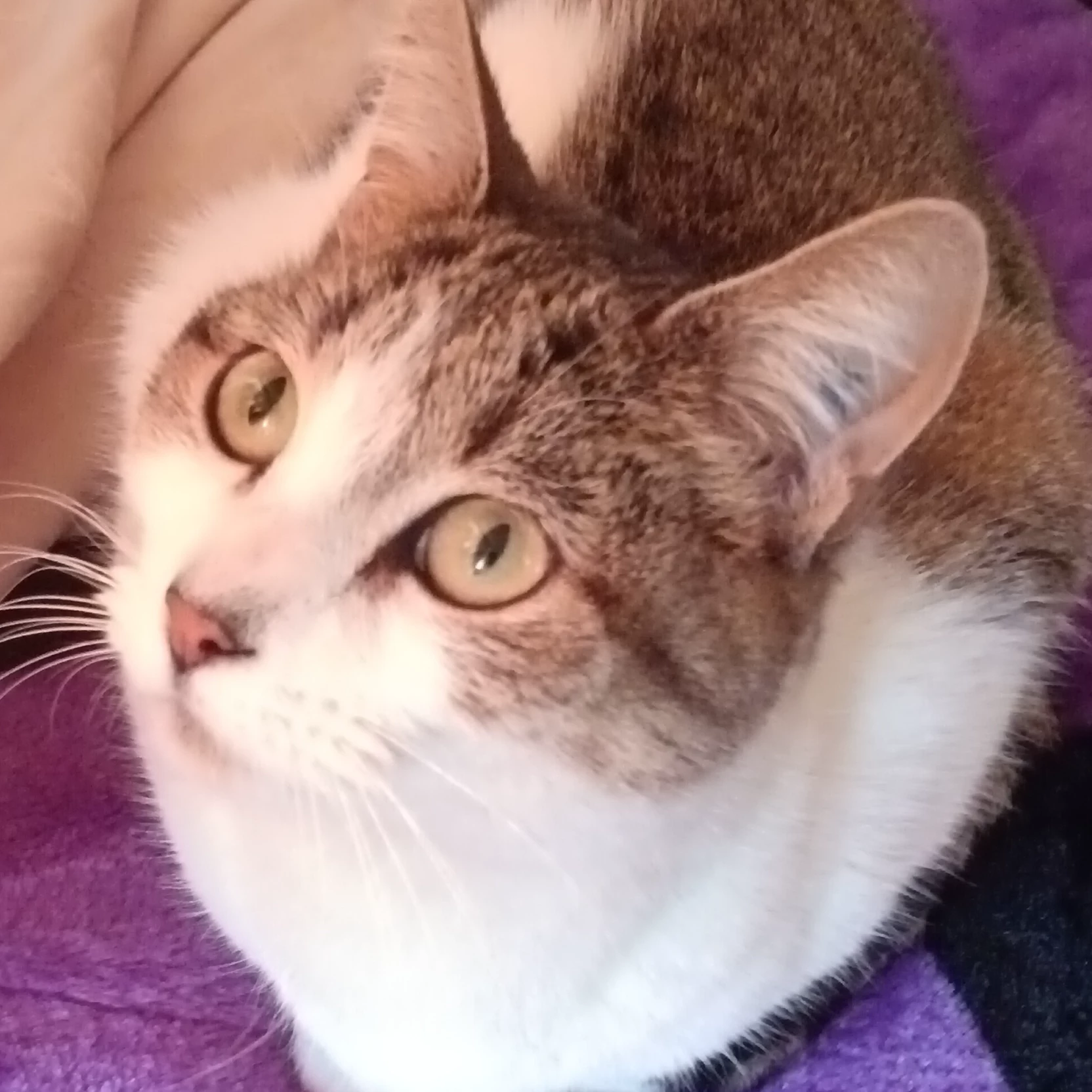 Mia