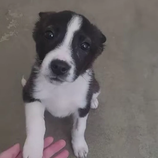 Sina