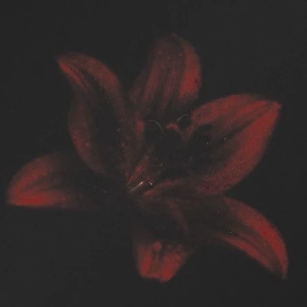 Amara