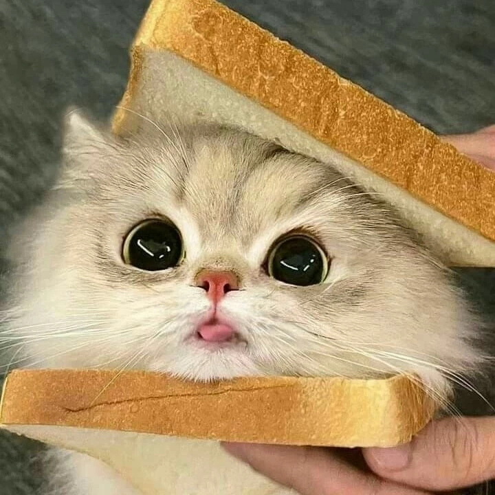 PãoGato