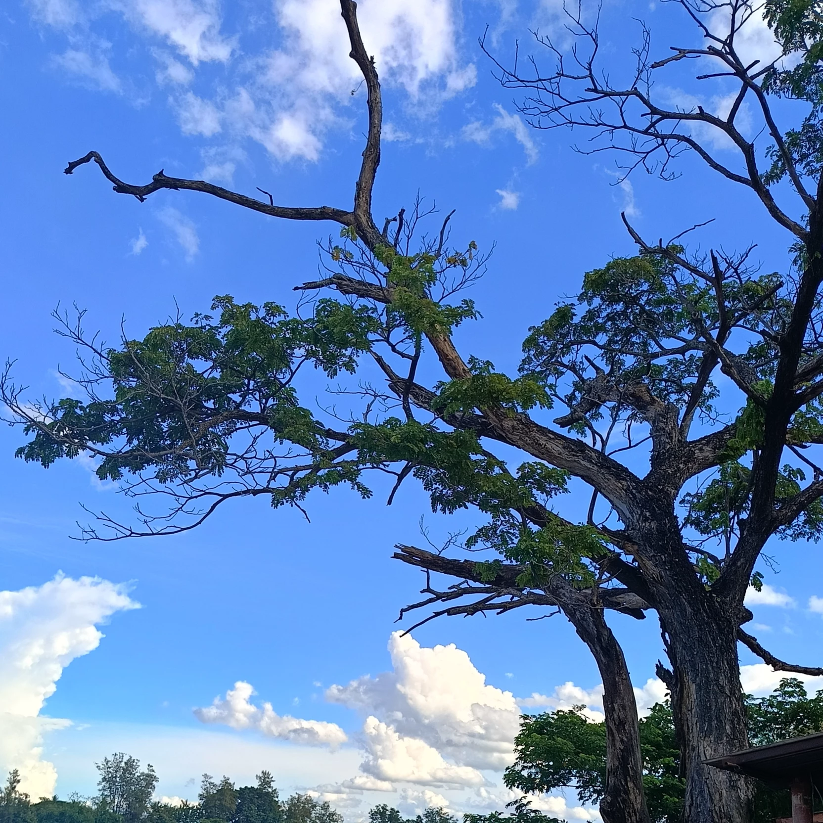 เฟรย่า