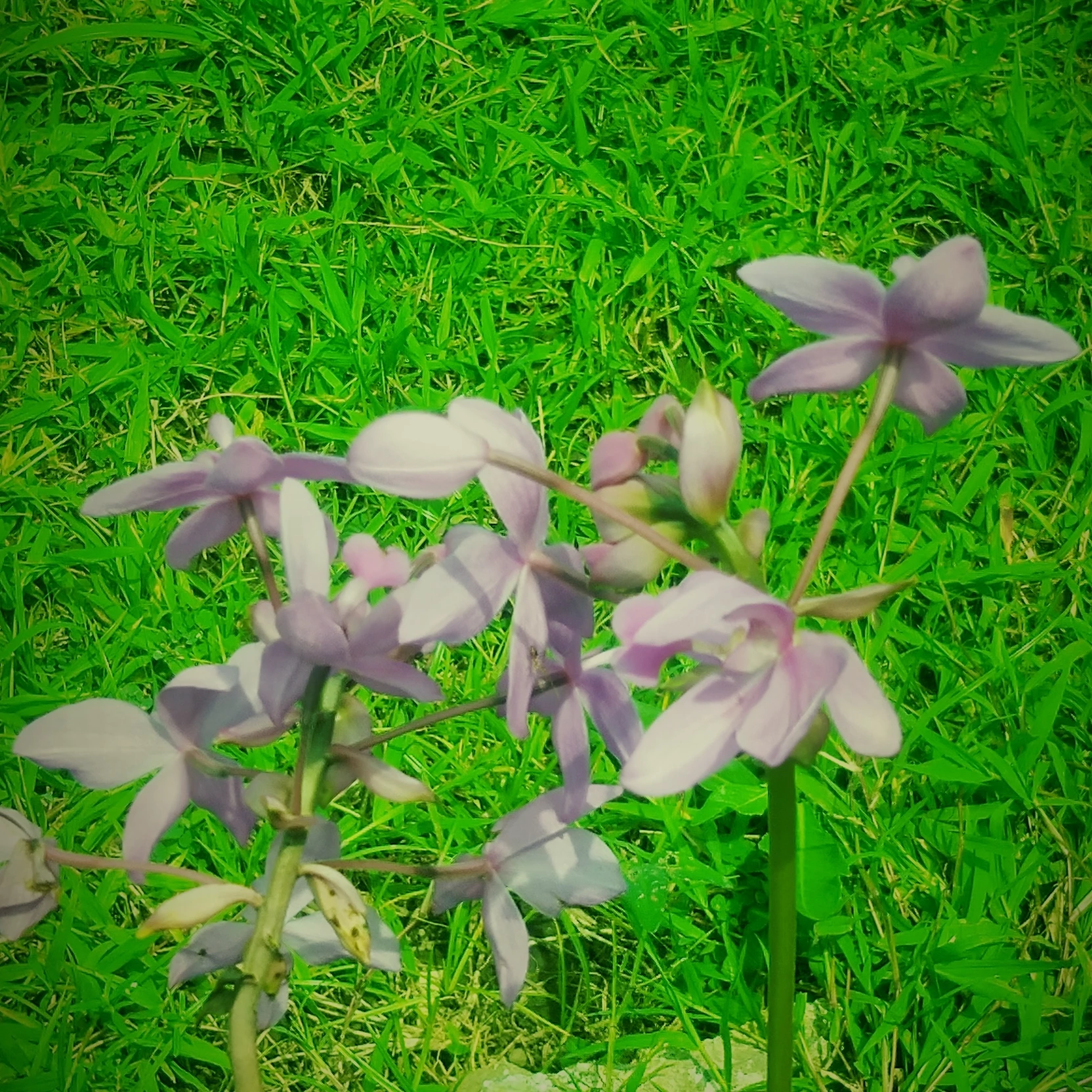 Liana