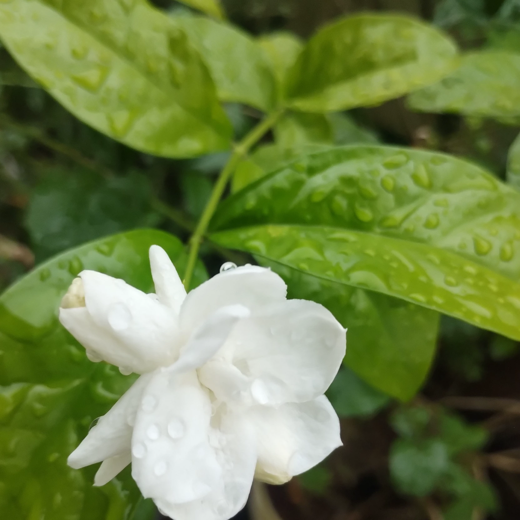 Vanilla