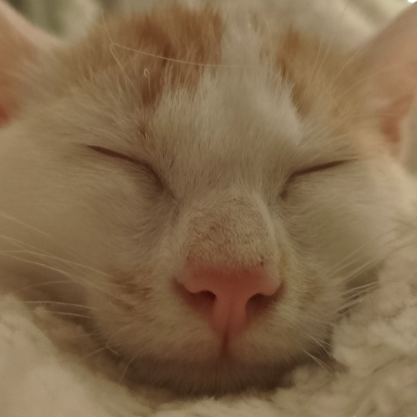 Milo 🧨💥