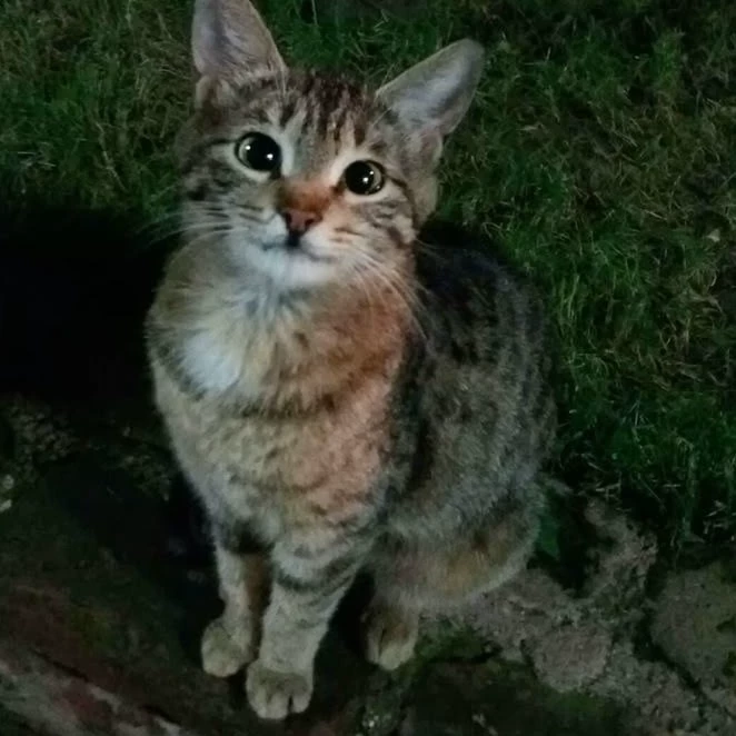 ยูกิ