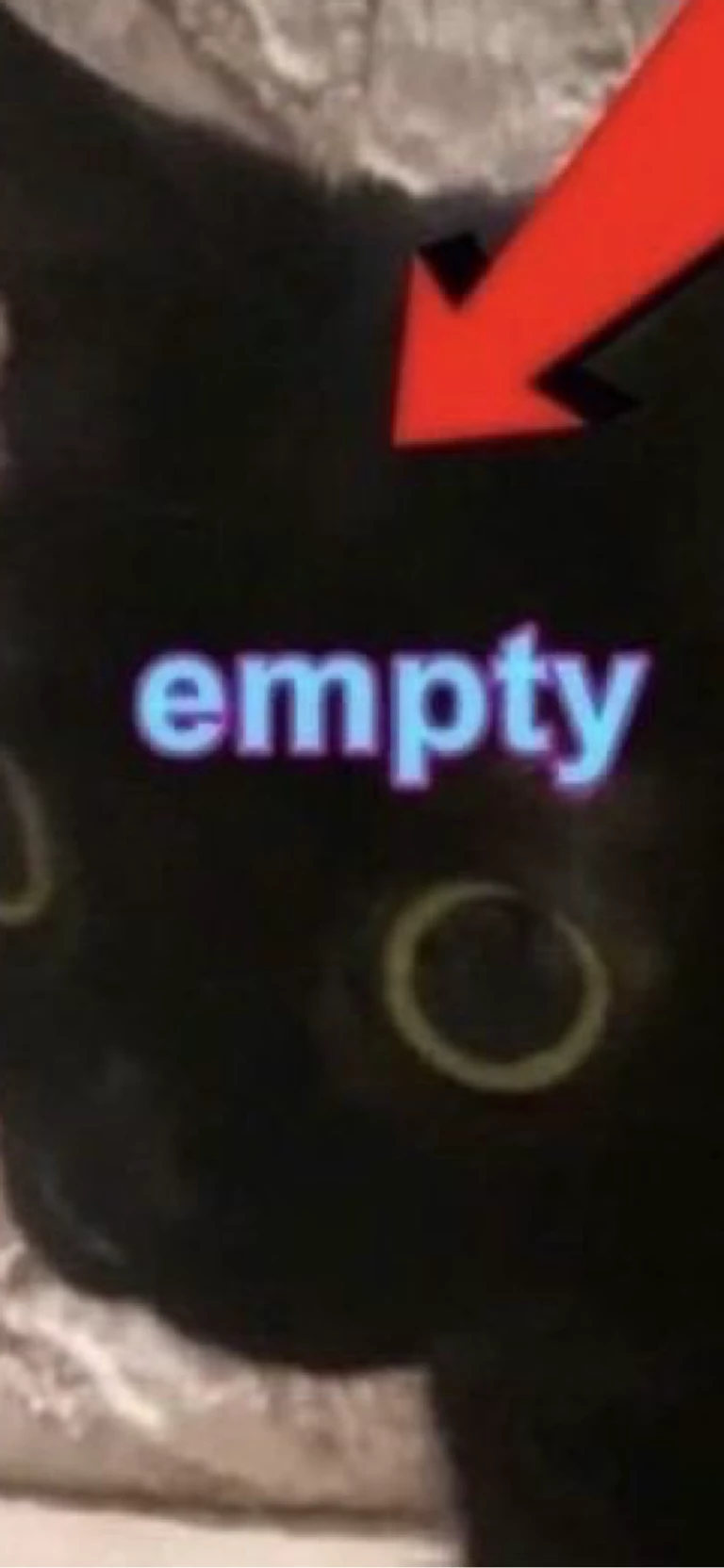 empty cat