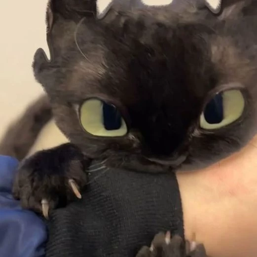 Kenji 