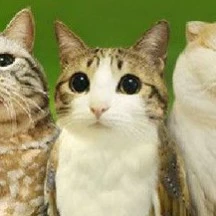 Meowl