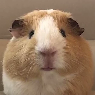 คิคิ