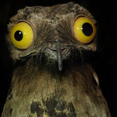 WhoAmI