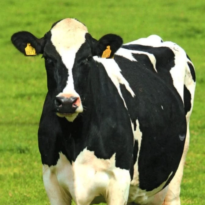 Vaca vacosa
