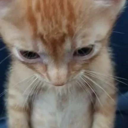 Maiiko