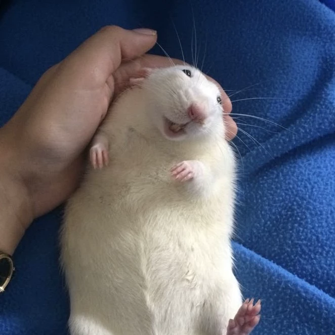 𝐋𝐞𝐨𝐧