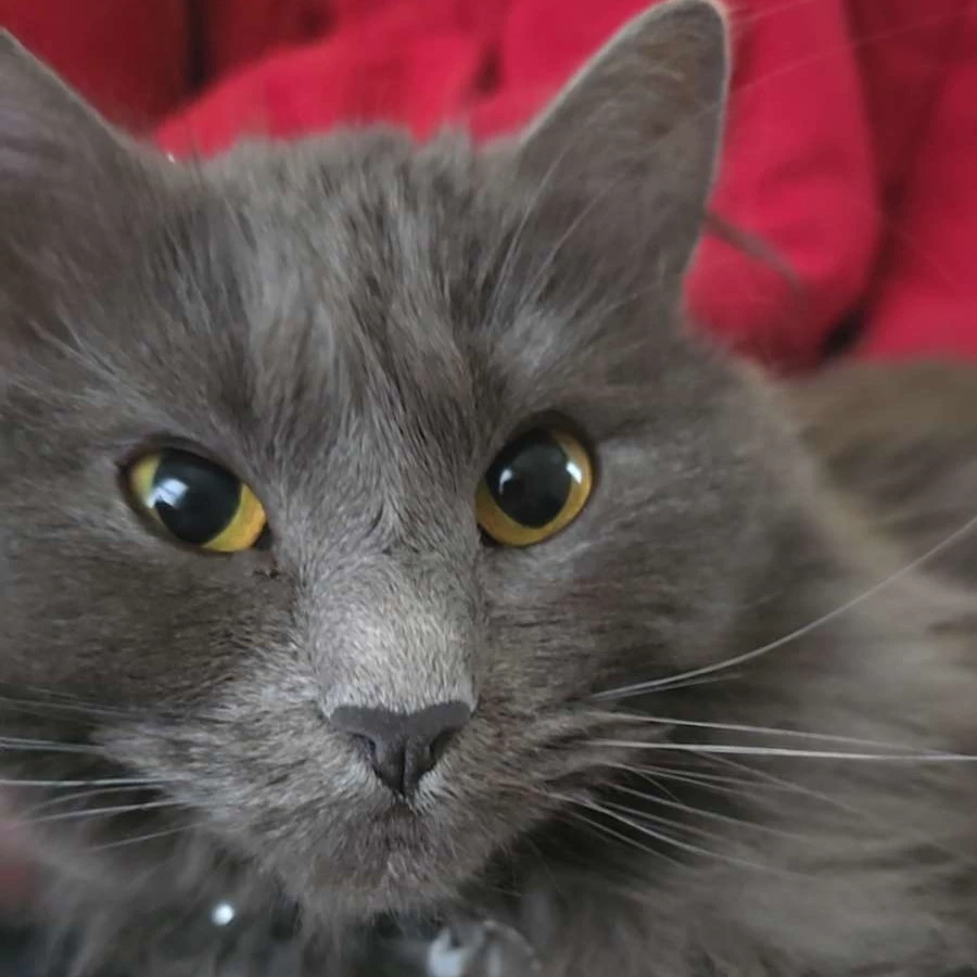 Cora