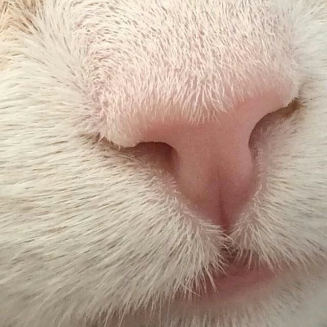 siurmiaw