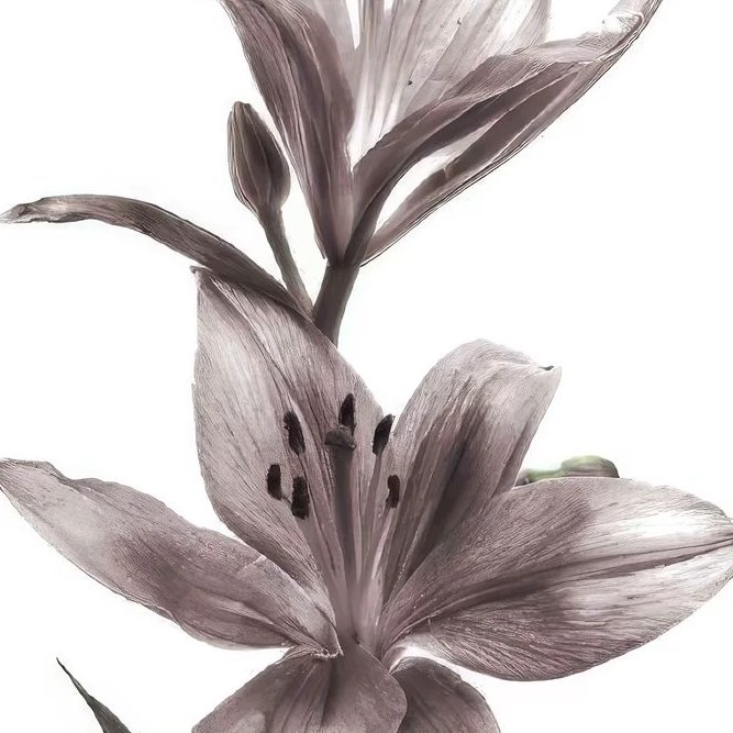flor