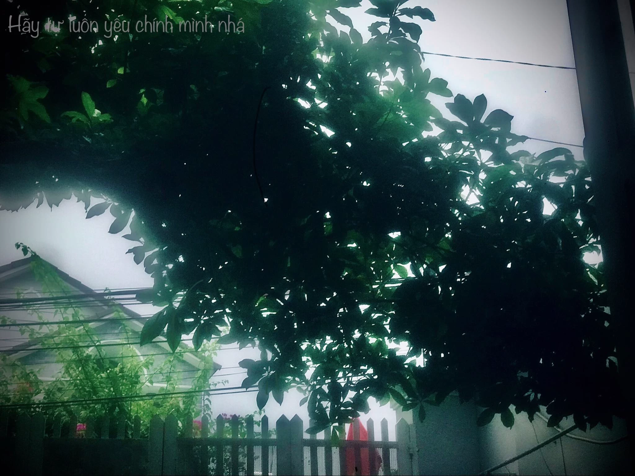 ngọc khánh my lê