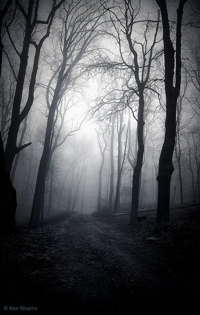 forest thumbnail