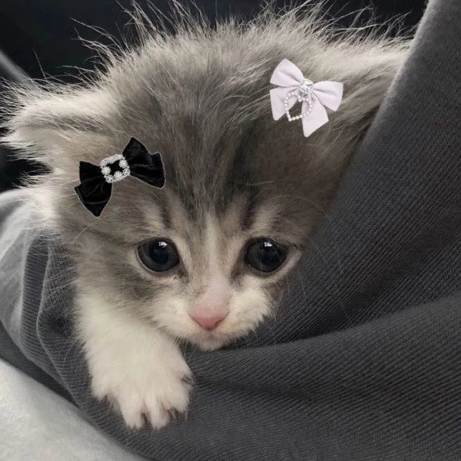 Cane