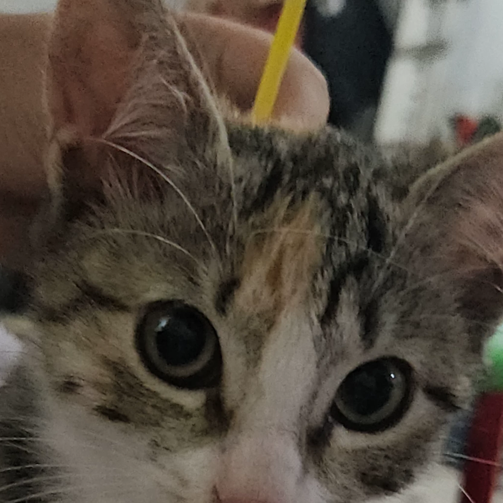 Moli