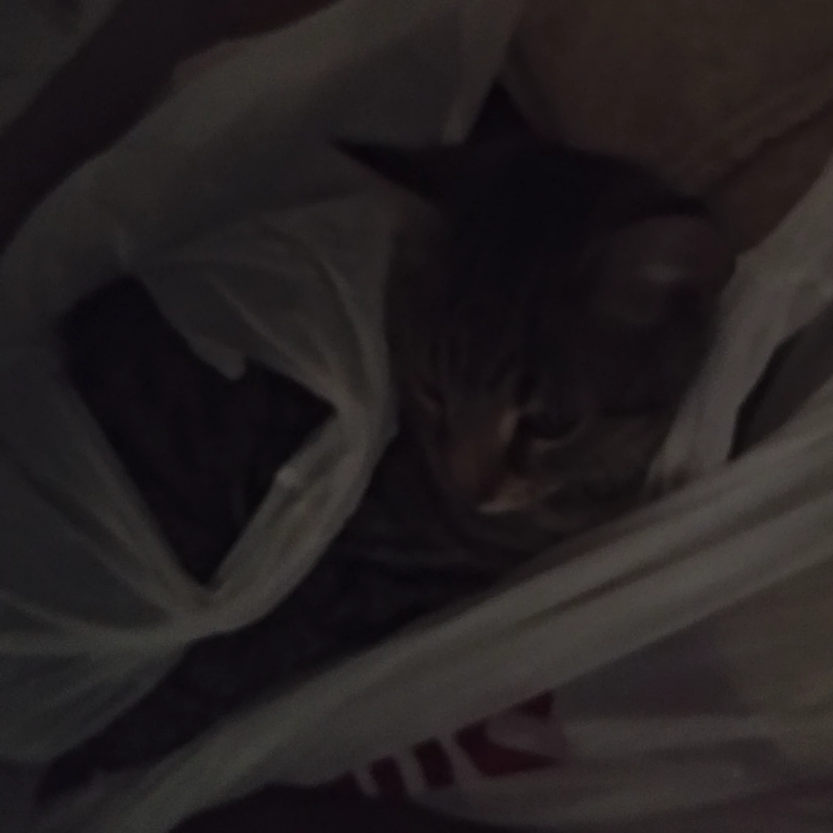 Kat