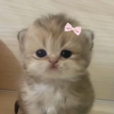 ✧‿Meiji Cat‿✧🎀🩷