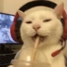 Gato