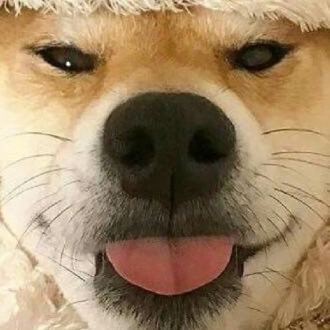 แมว 