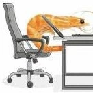 Shrimp
