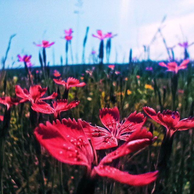 Роберт