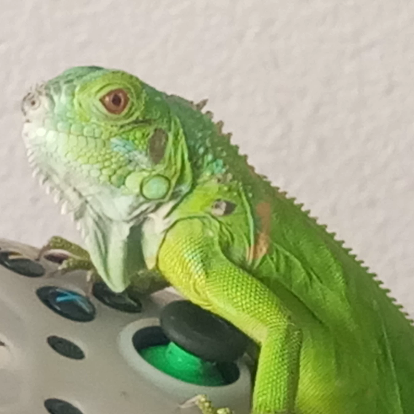 Diego 
