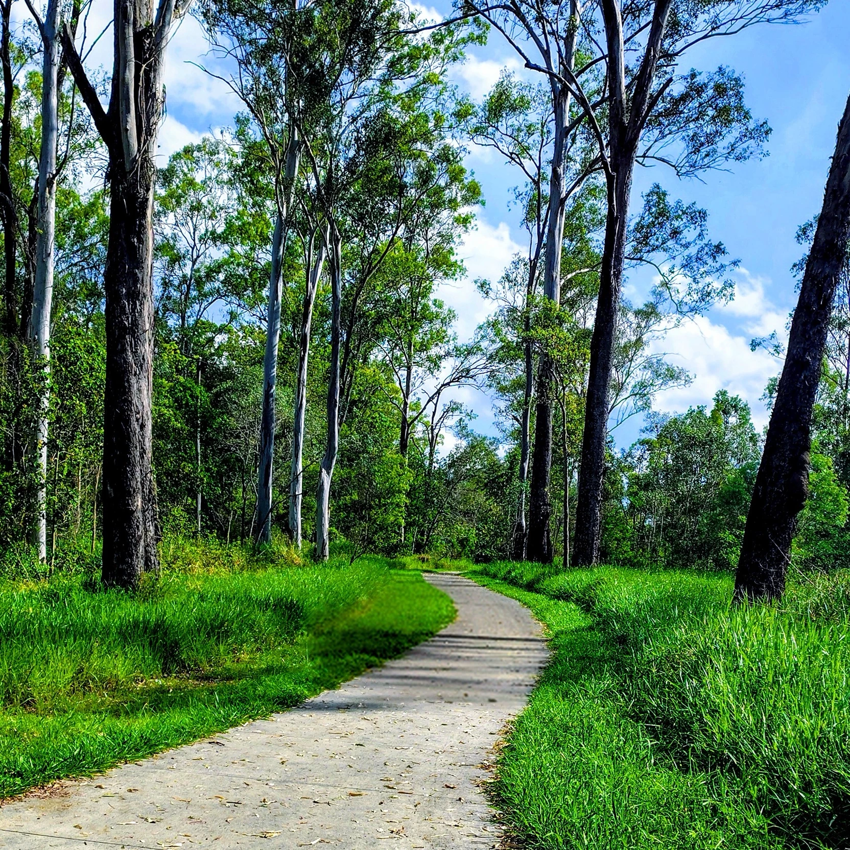 Forest