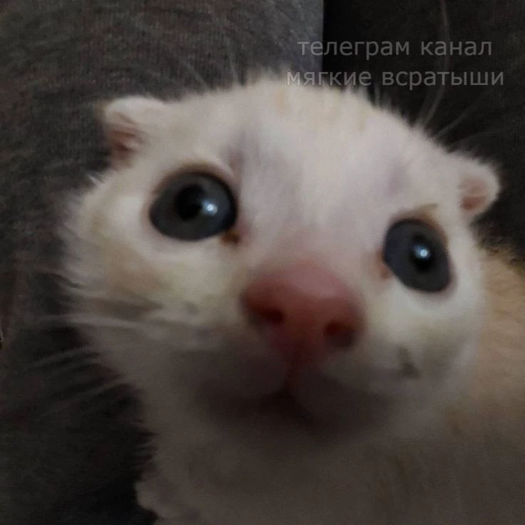 Kiticat