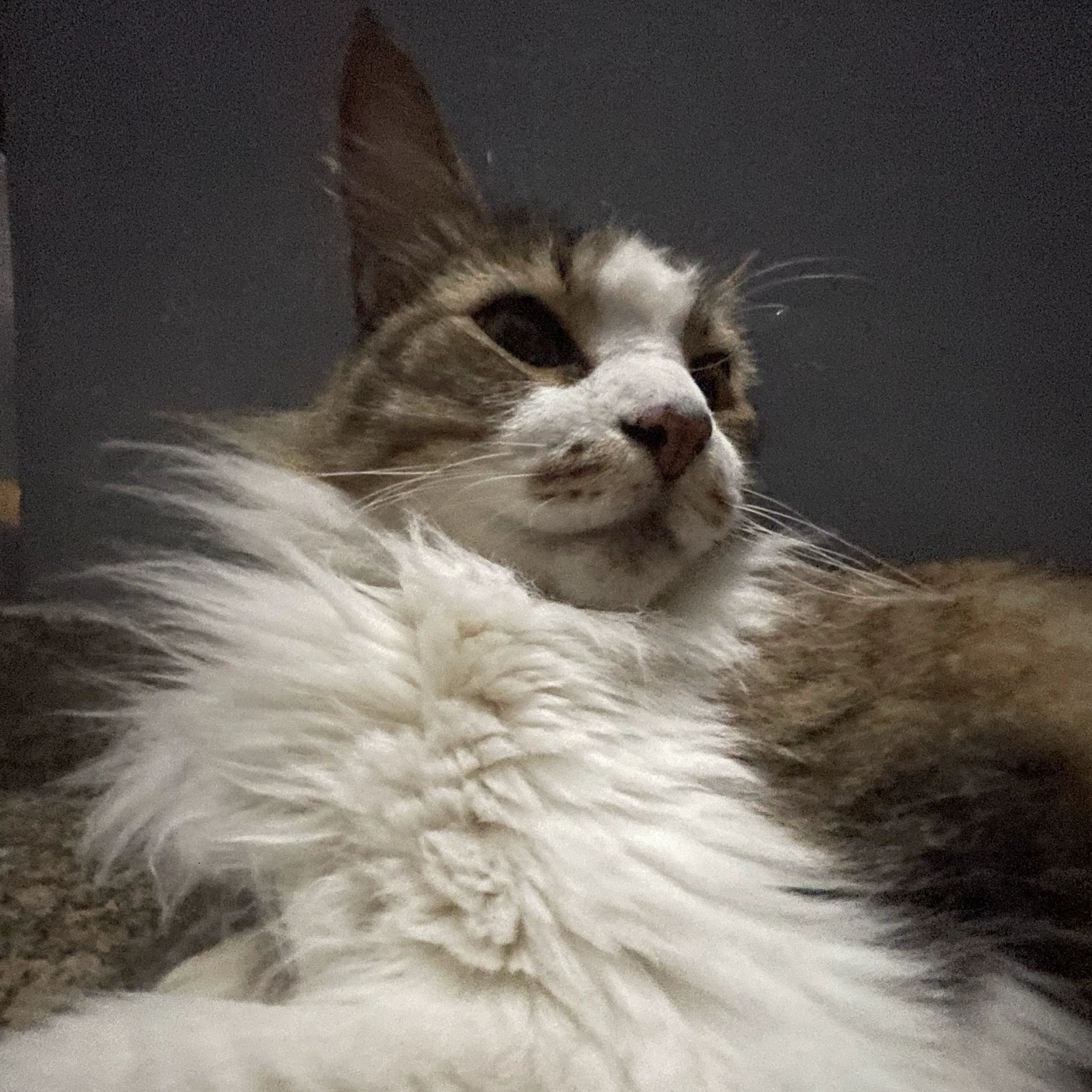 Ali