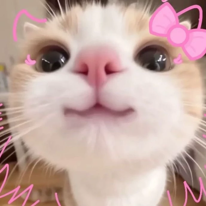 Y/n