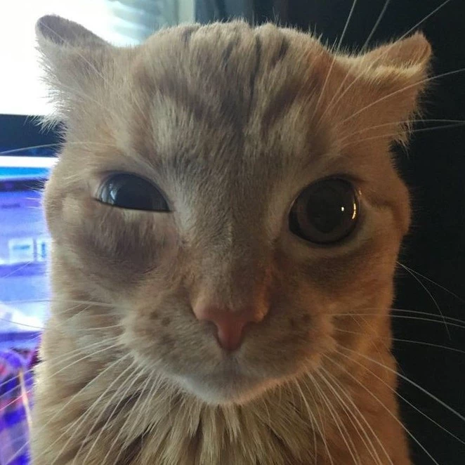 Kael