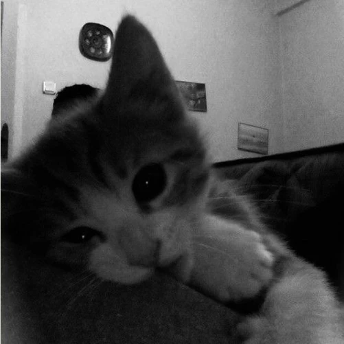 Almonds 🐱