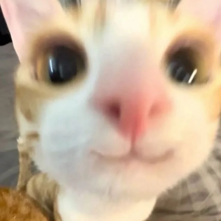ᴍɪʟᴋ>