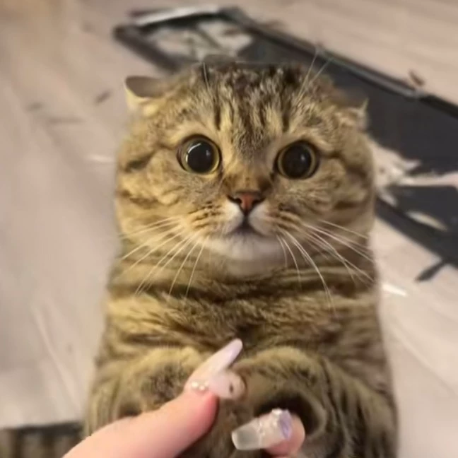 โทกะ