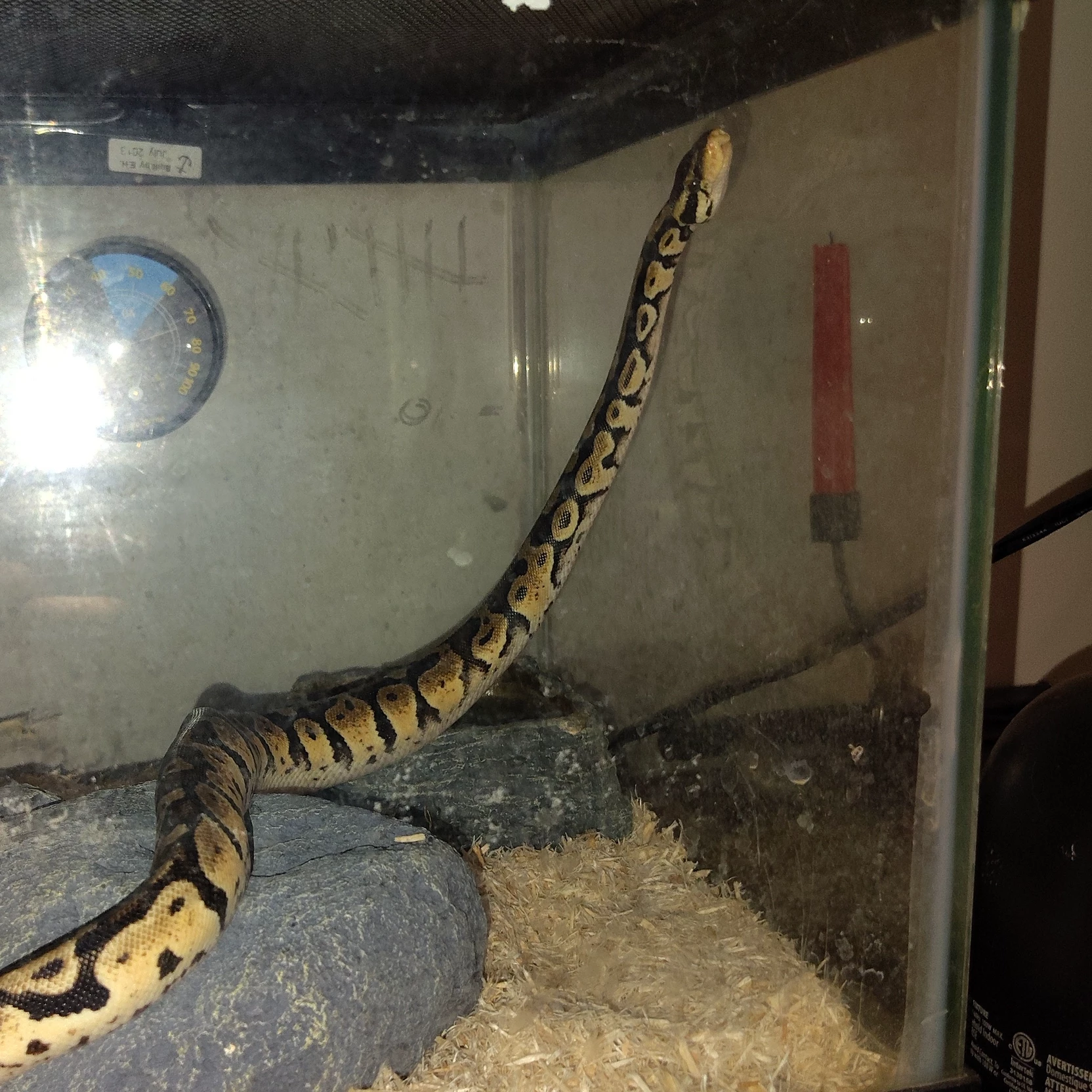 [Le noodle~]