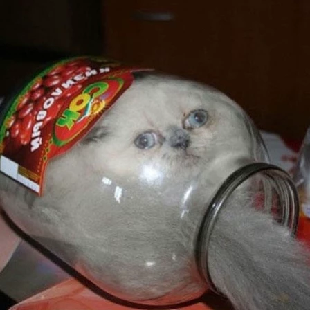 Котики :3 🌈🌈🌈