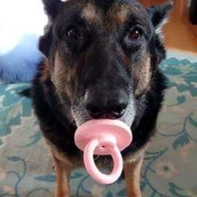 Cachorro chupetão 
