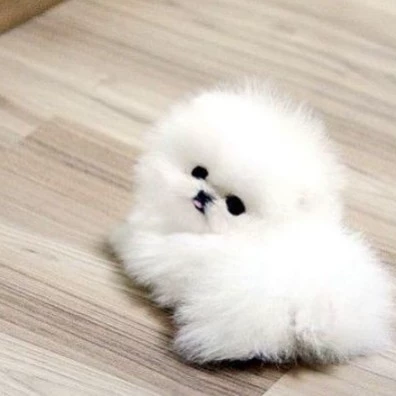 nini