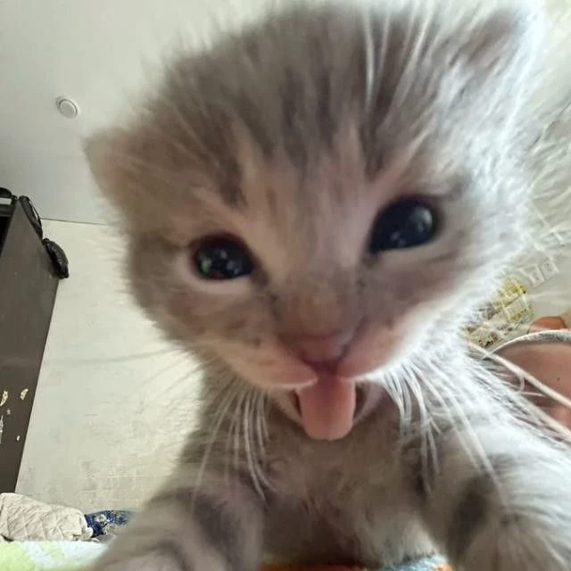 Aeri