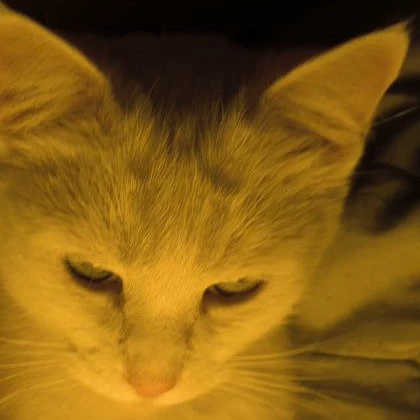 MEOW